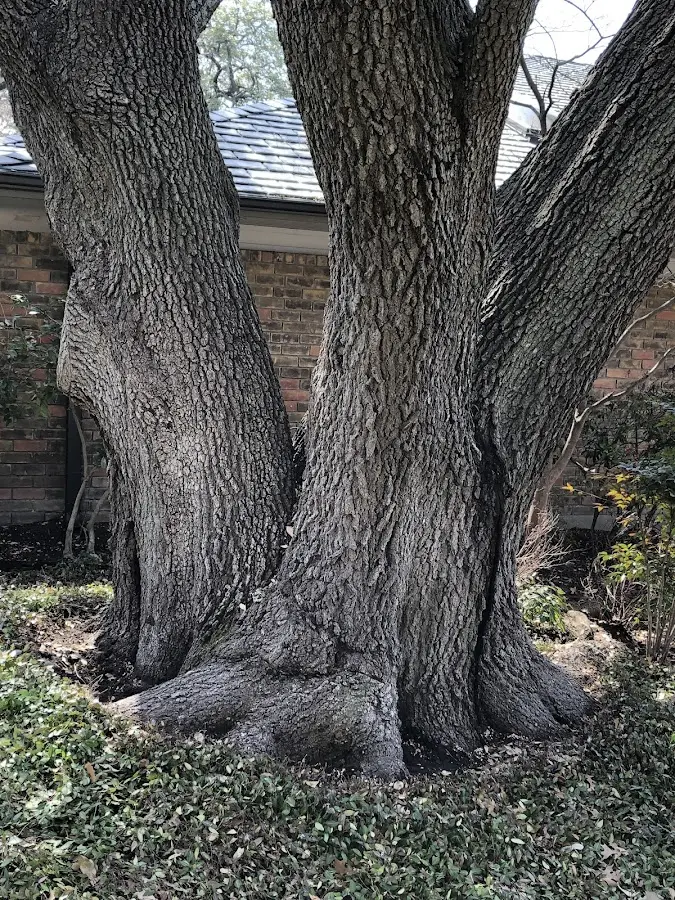 Mature heritage tree close to a Newry property cared for by certified arborists